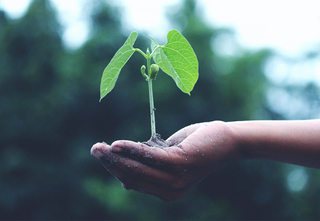 hand holding a small plant